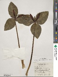 Trillium maculatum image