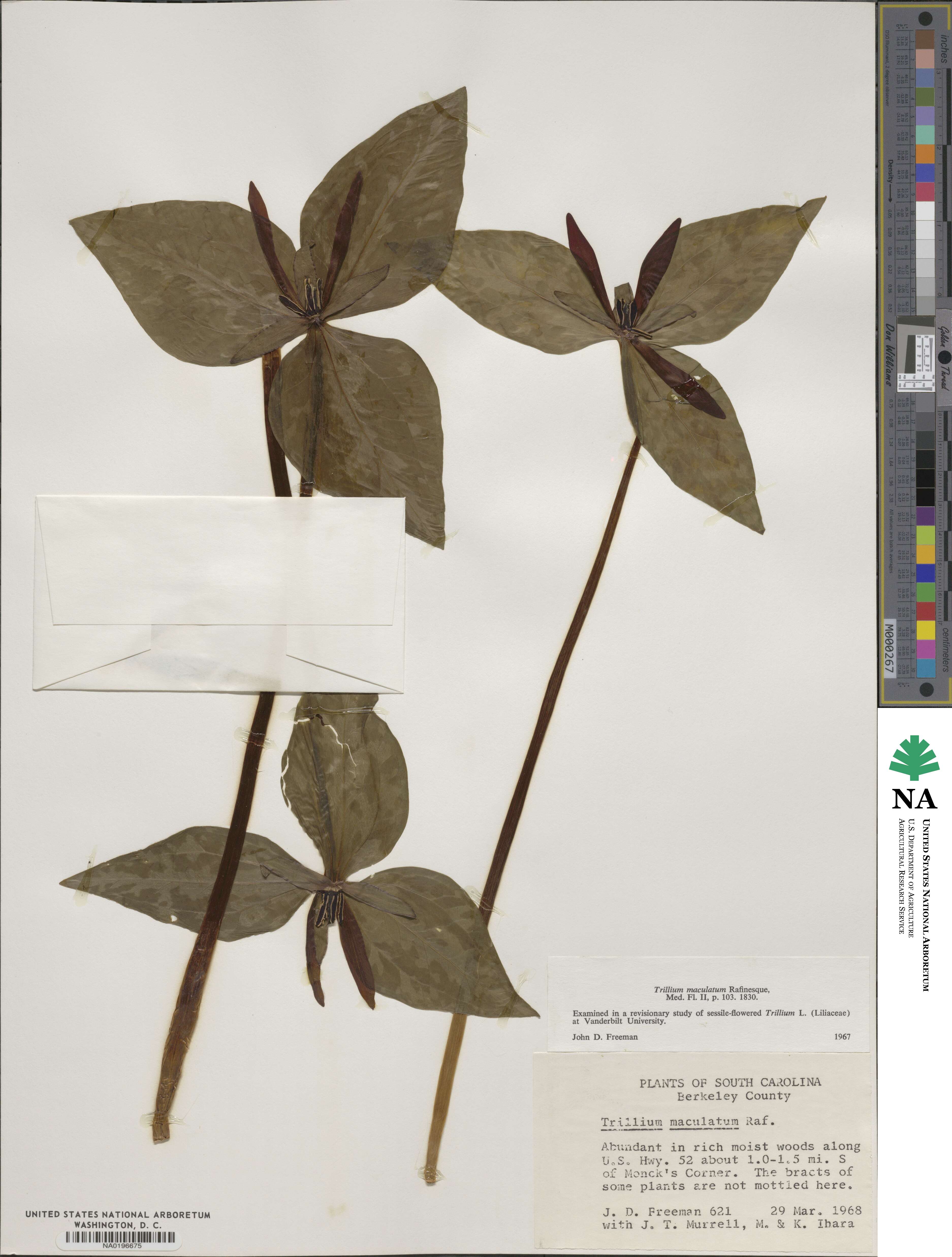 Trillium maculatum image