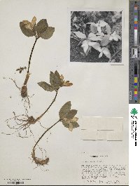 Image of Trillium nivale