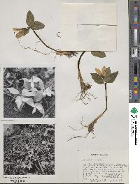 Trillium nivale image