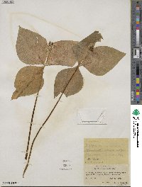 Trillium ovatum image