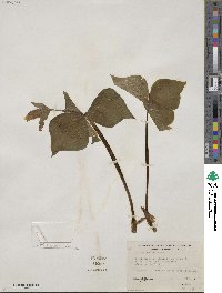 Trillium ovatum image