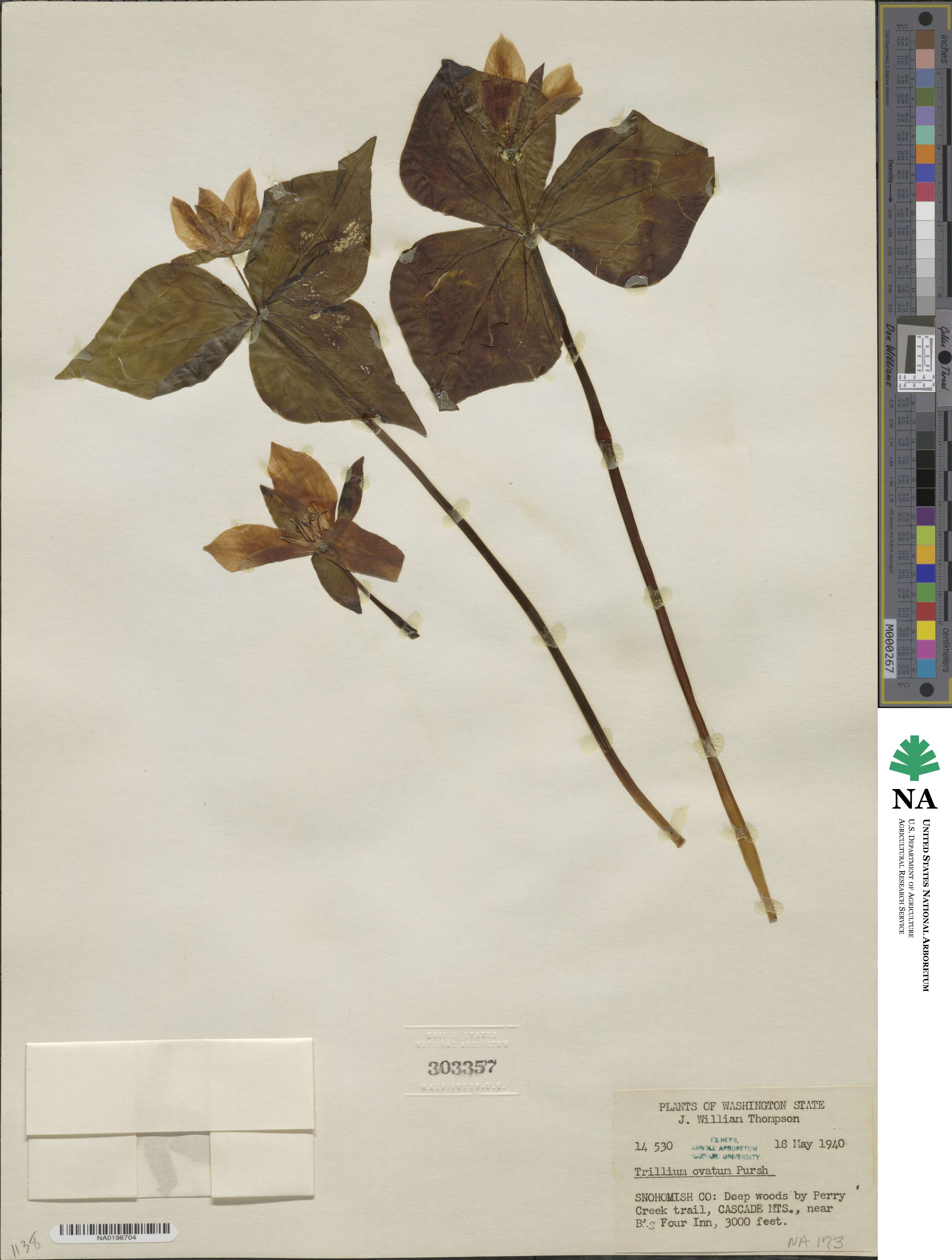 Trillium ovatum image