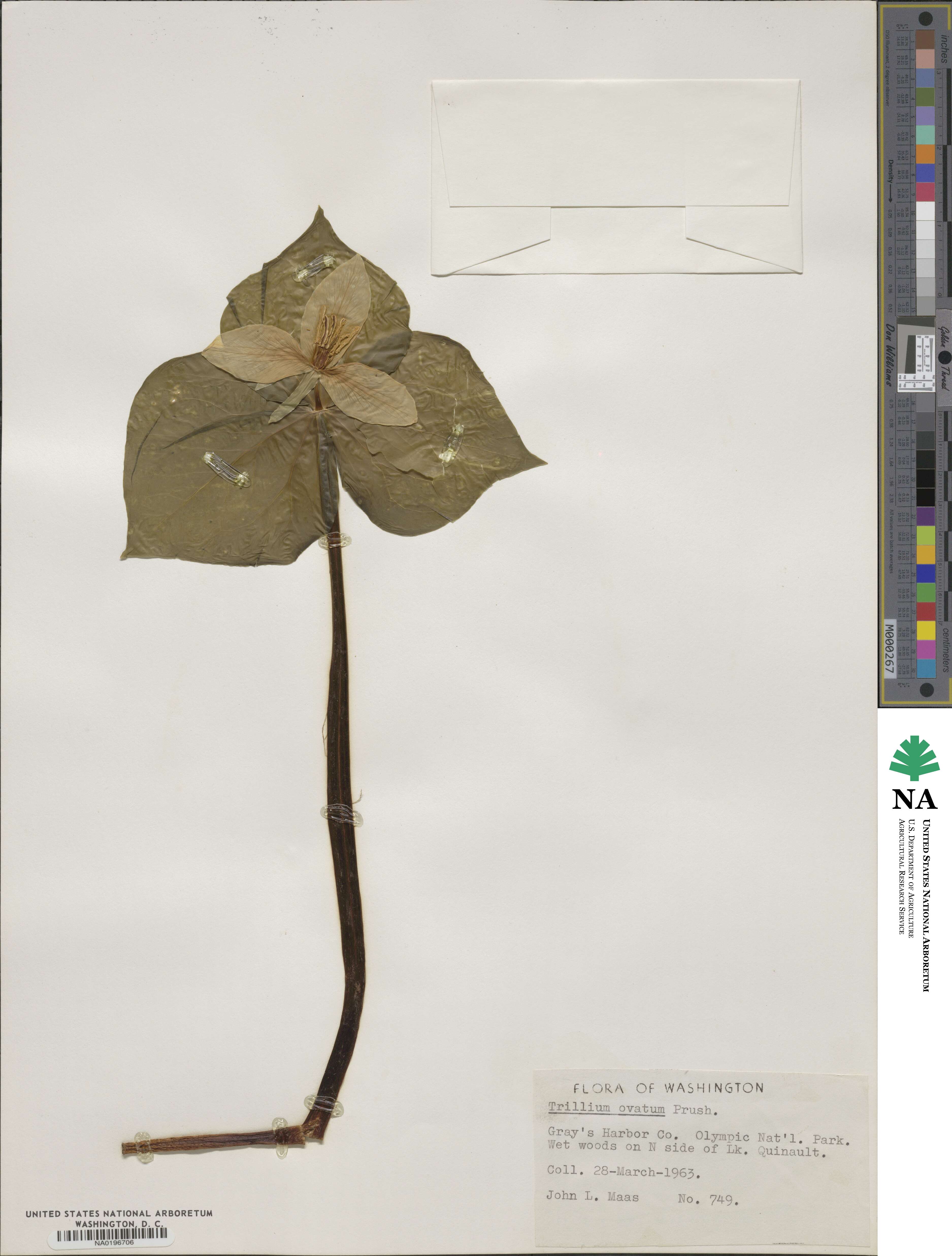 Trillium ovatum image