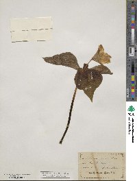 Trillium ovatum image