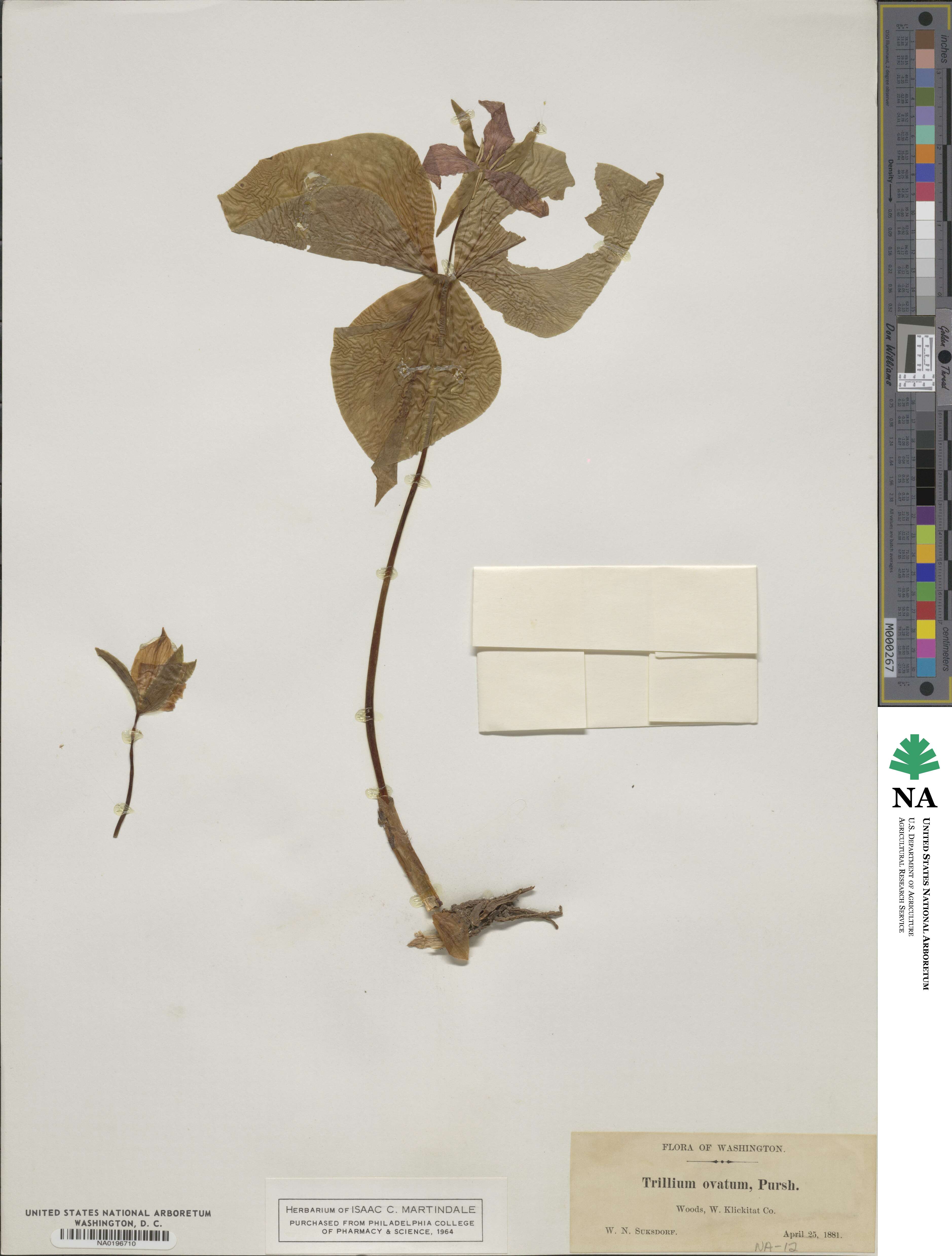 Trillium ovatum image