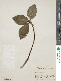 Trillium recurvatum image