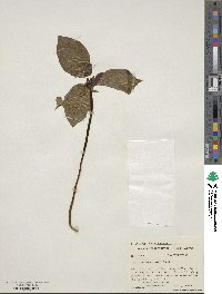 Trillium recurvatum image