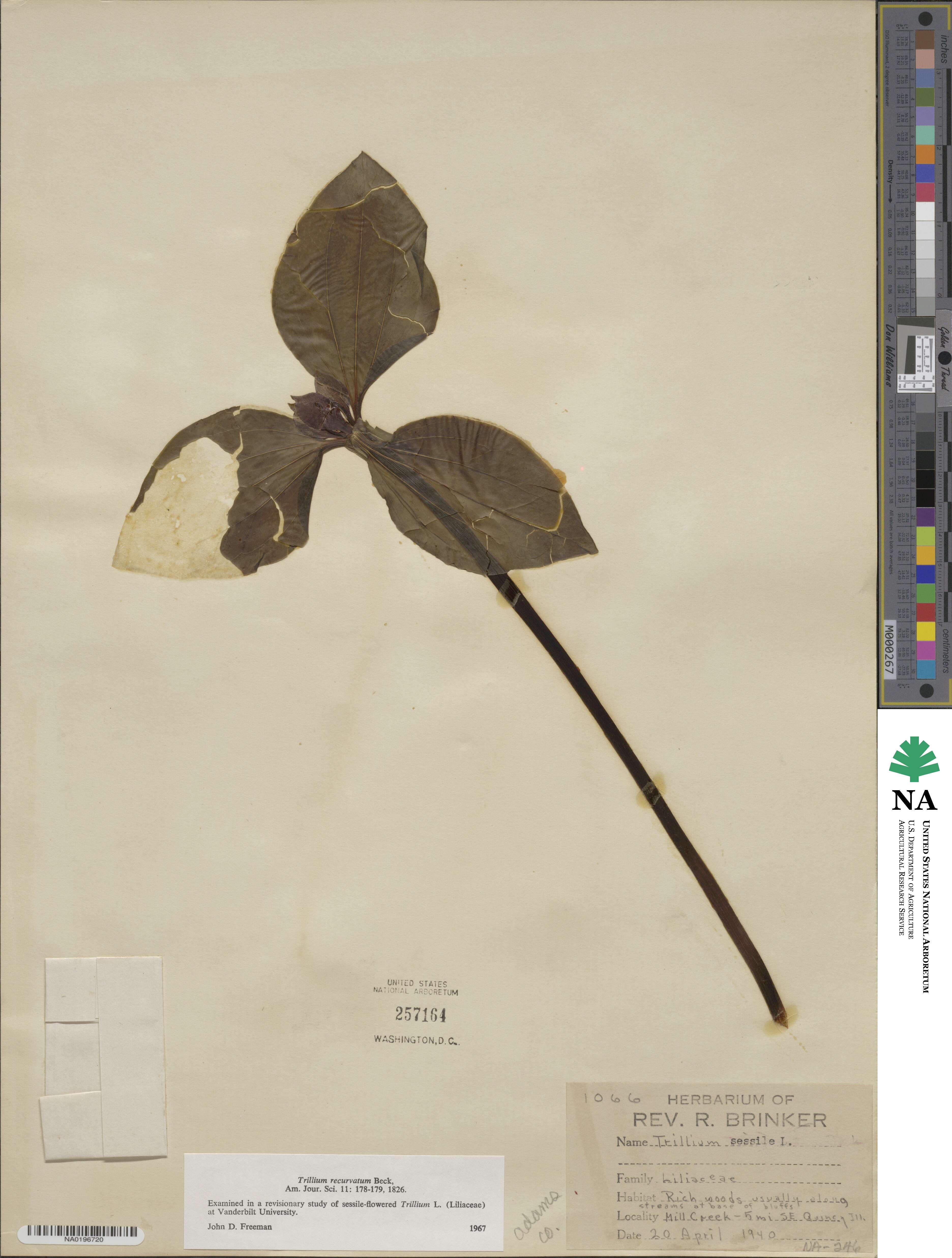 Trillium recurvatum image