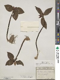 Trillium recurvatum image