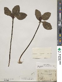 Trillium recurvatum image