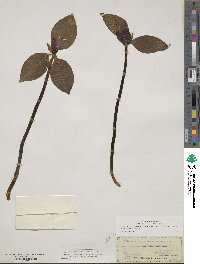 Trillium recurvatum image