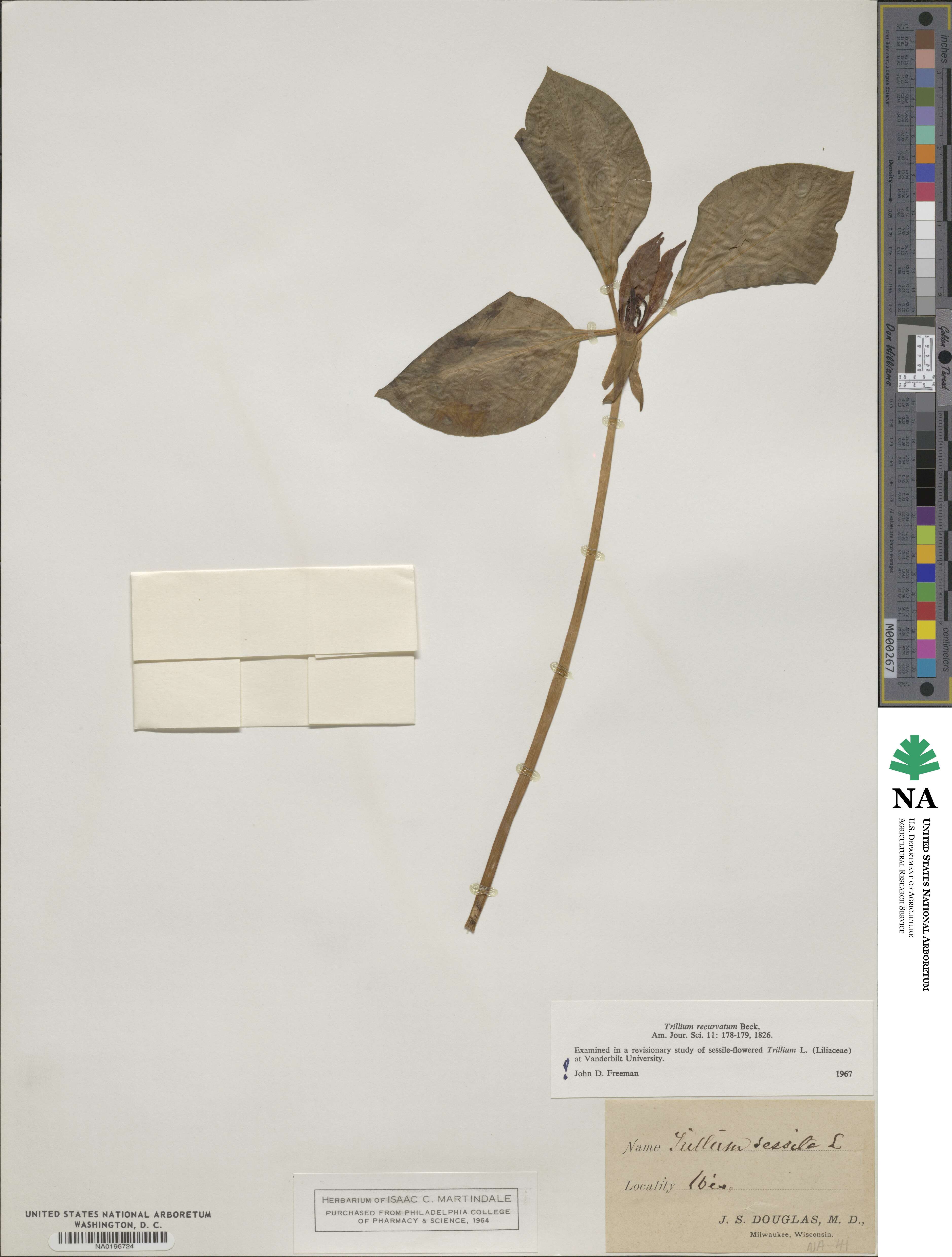 Trillium recurvatum image
