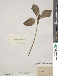 Trillium recurvatum image