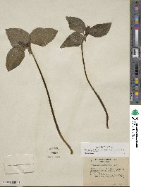 Trillium recurvatum image