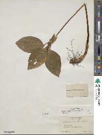 Trillium recurvatum image