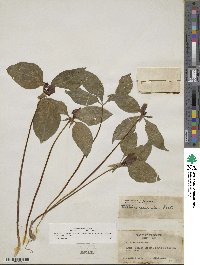 Trillium recurvatum image