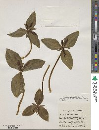 Image of Trillium reliquum