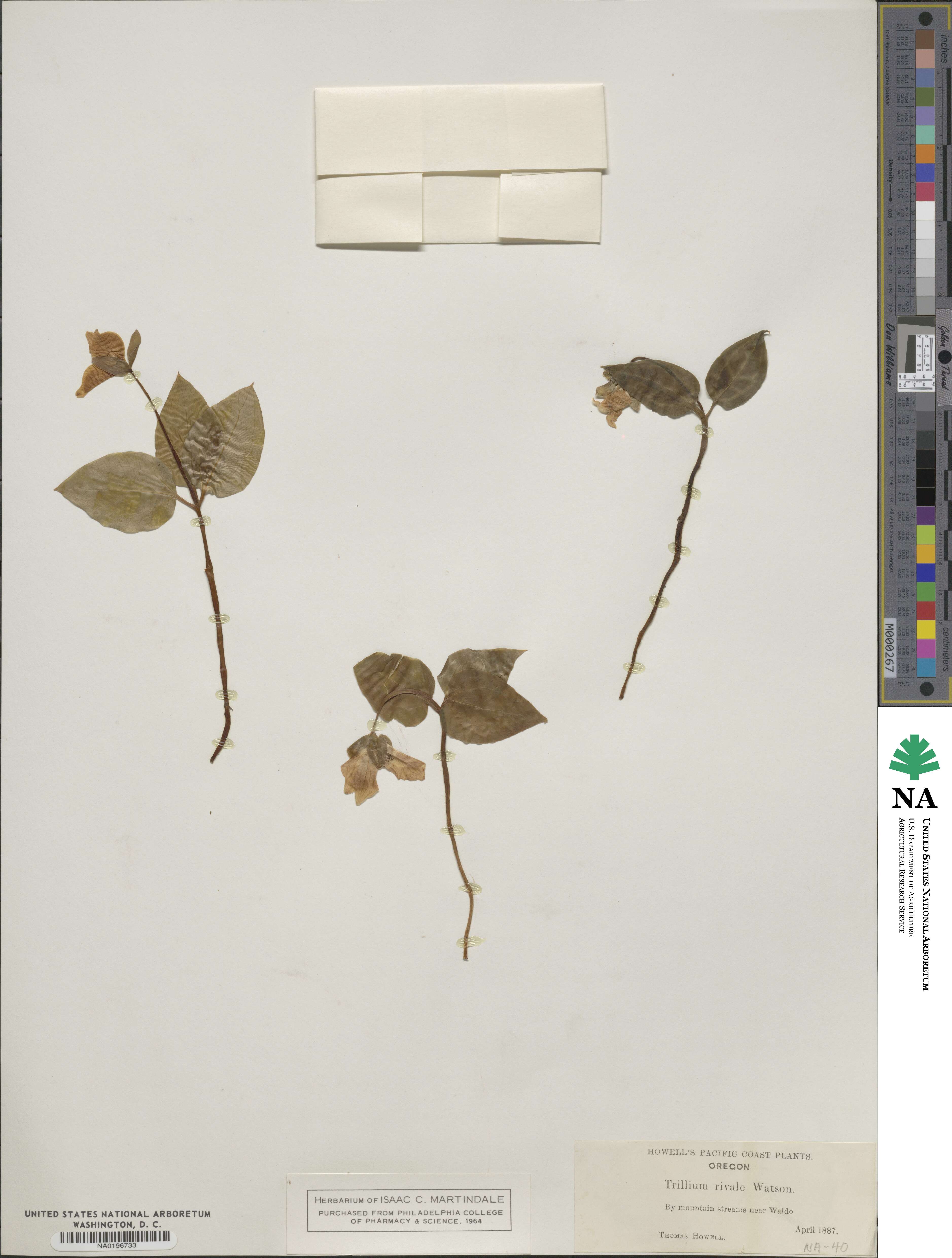 Pseudotrillium image