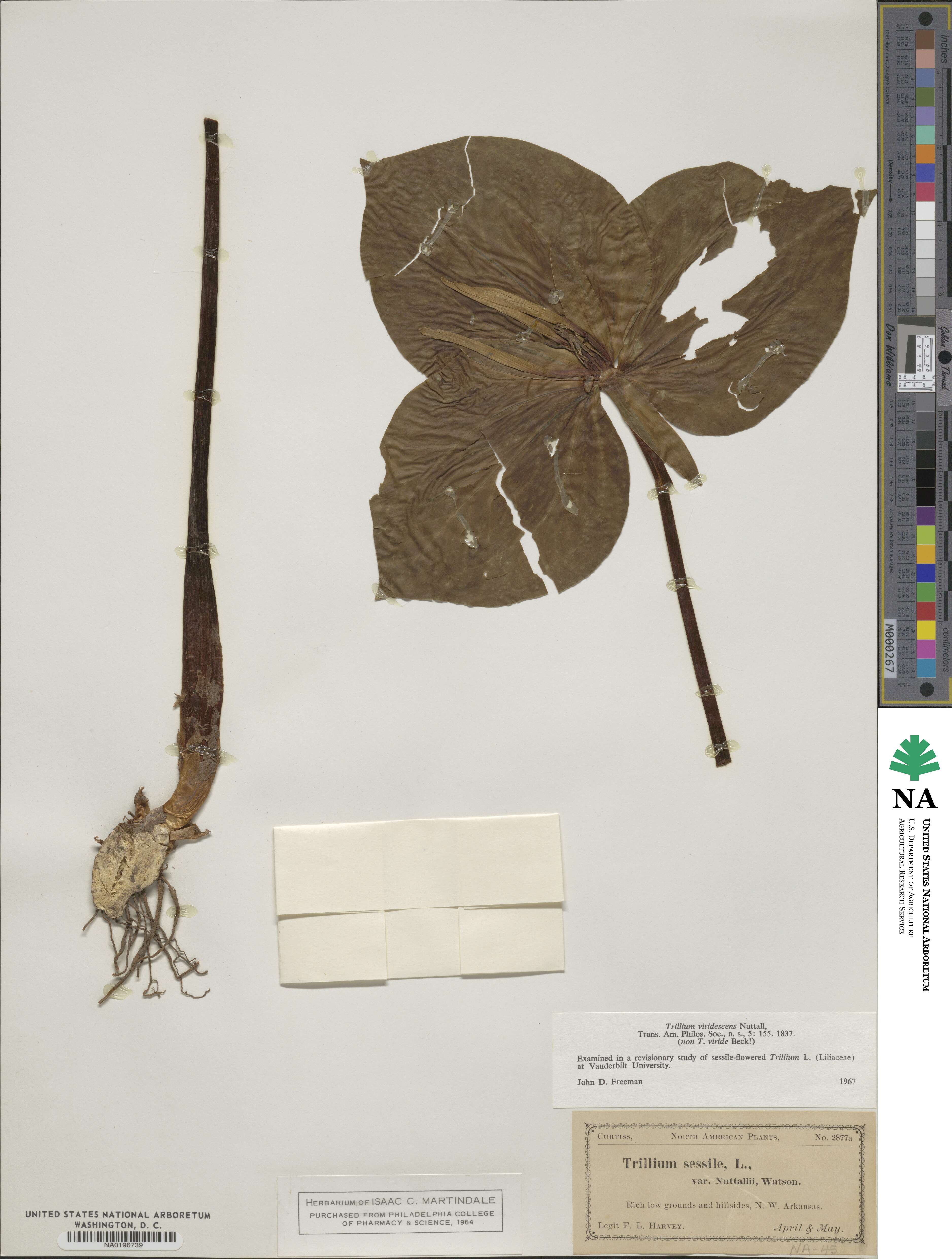 Trillium sessile image