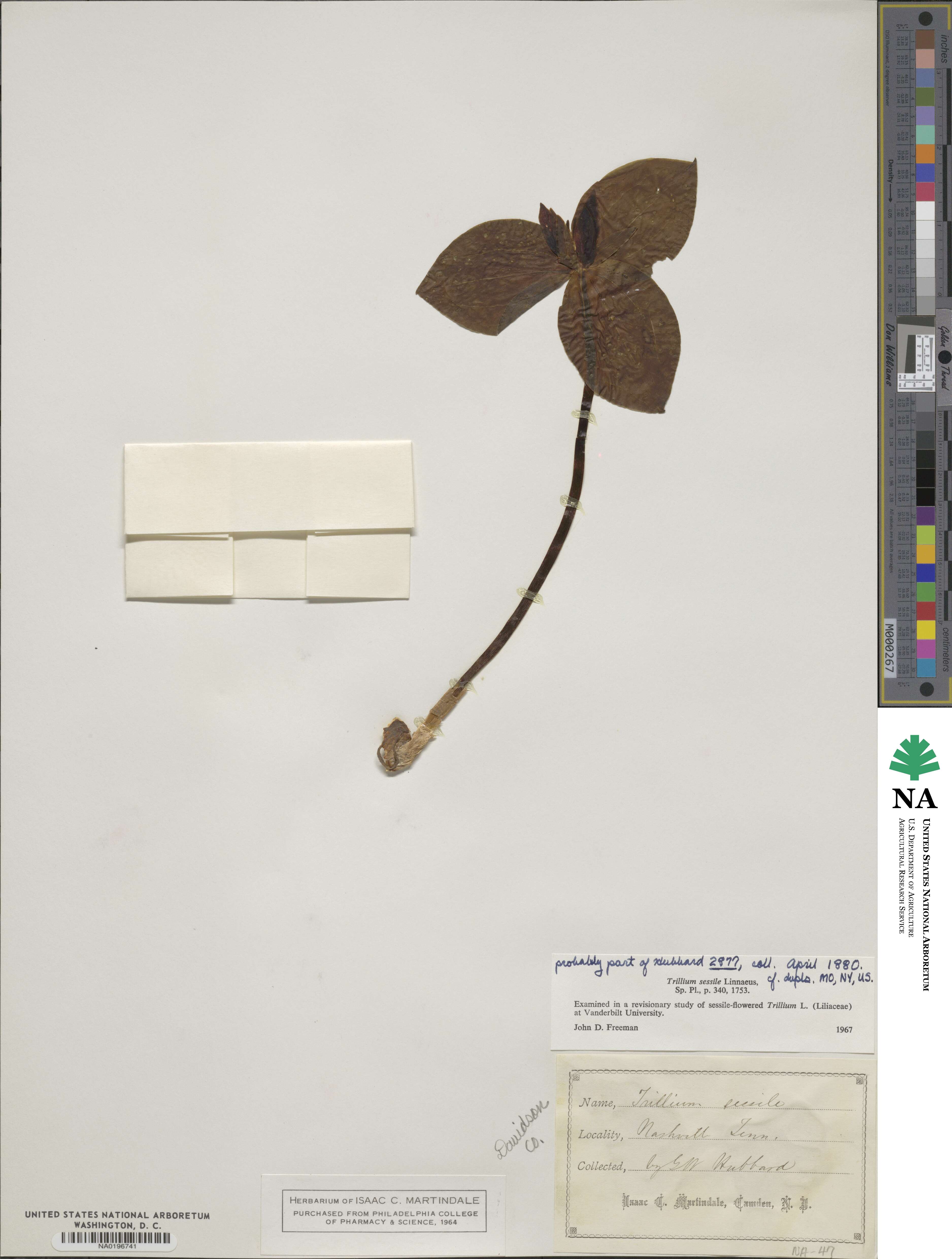 Trillium sessile image