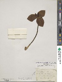 Trillium sessile image