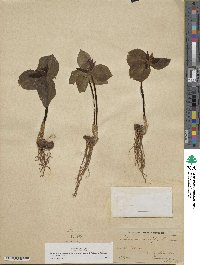 Trillium sessile image