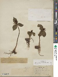 Trillium sessile image