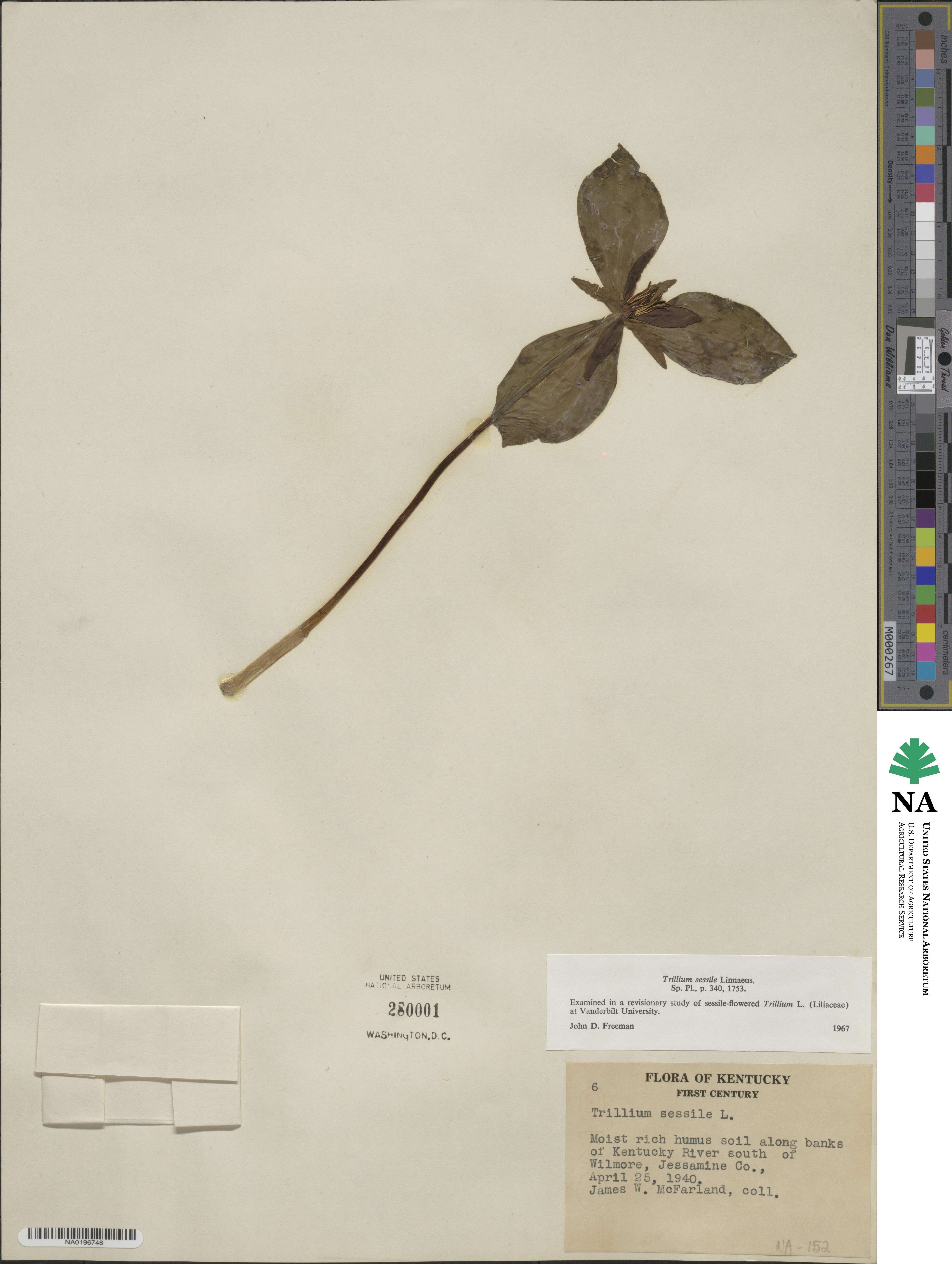 Trillium sessile image