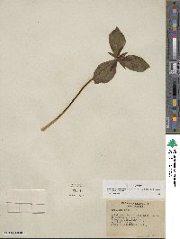 Trillium sessile image