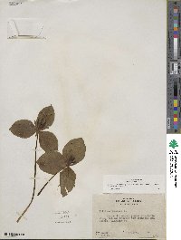 Trillium sessile image