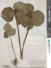 Trillium sessile image