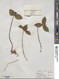 Trillium sessile image