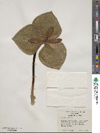 Trillium sessile image