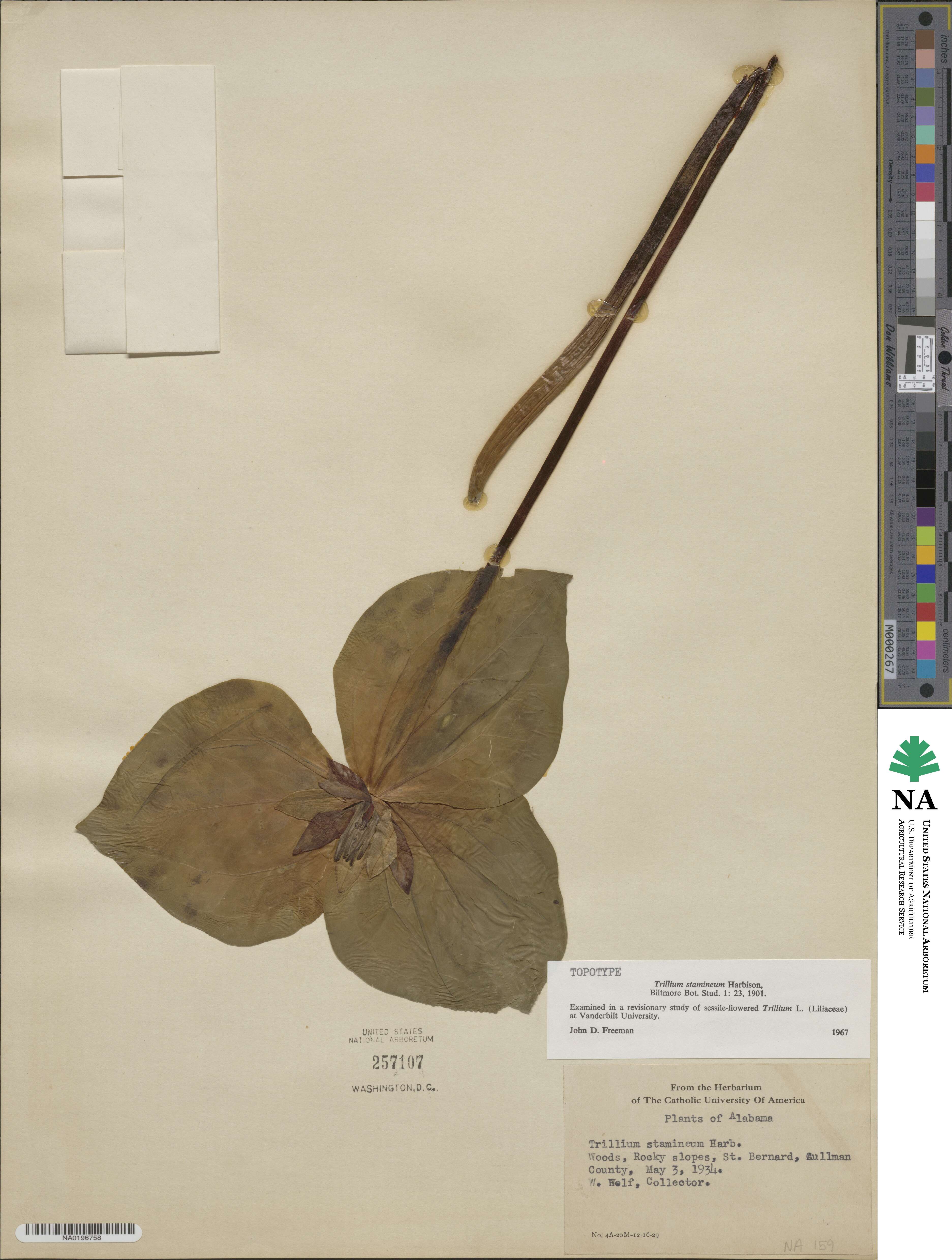 Trillium stamineum image