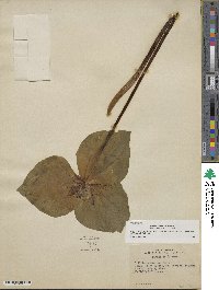 Image of Trillium stamineum