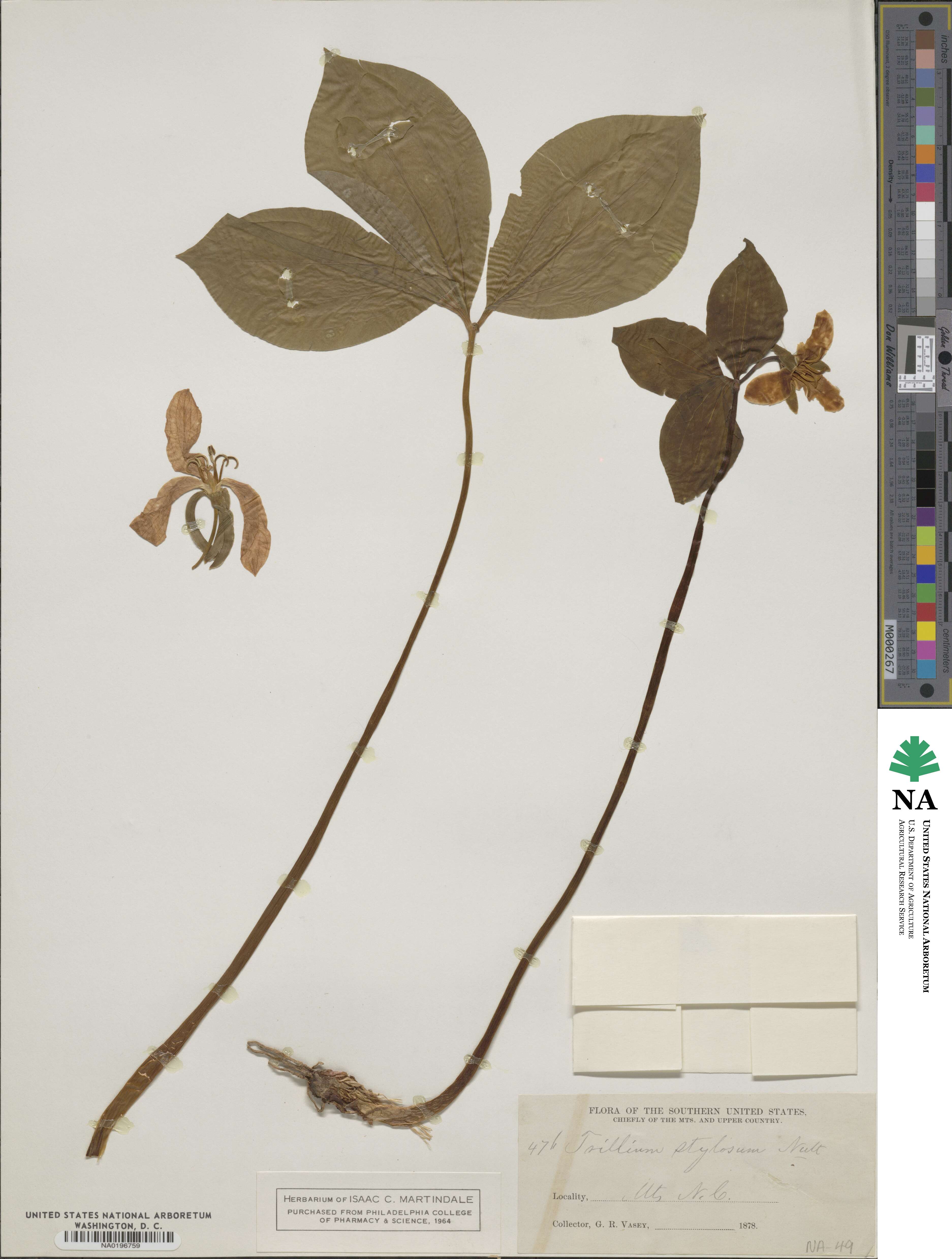 Trillium catesbaei image