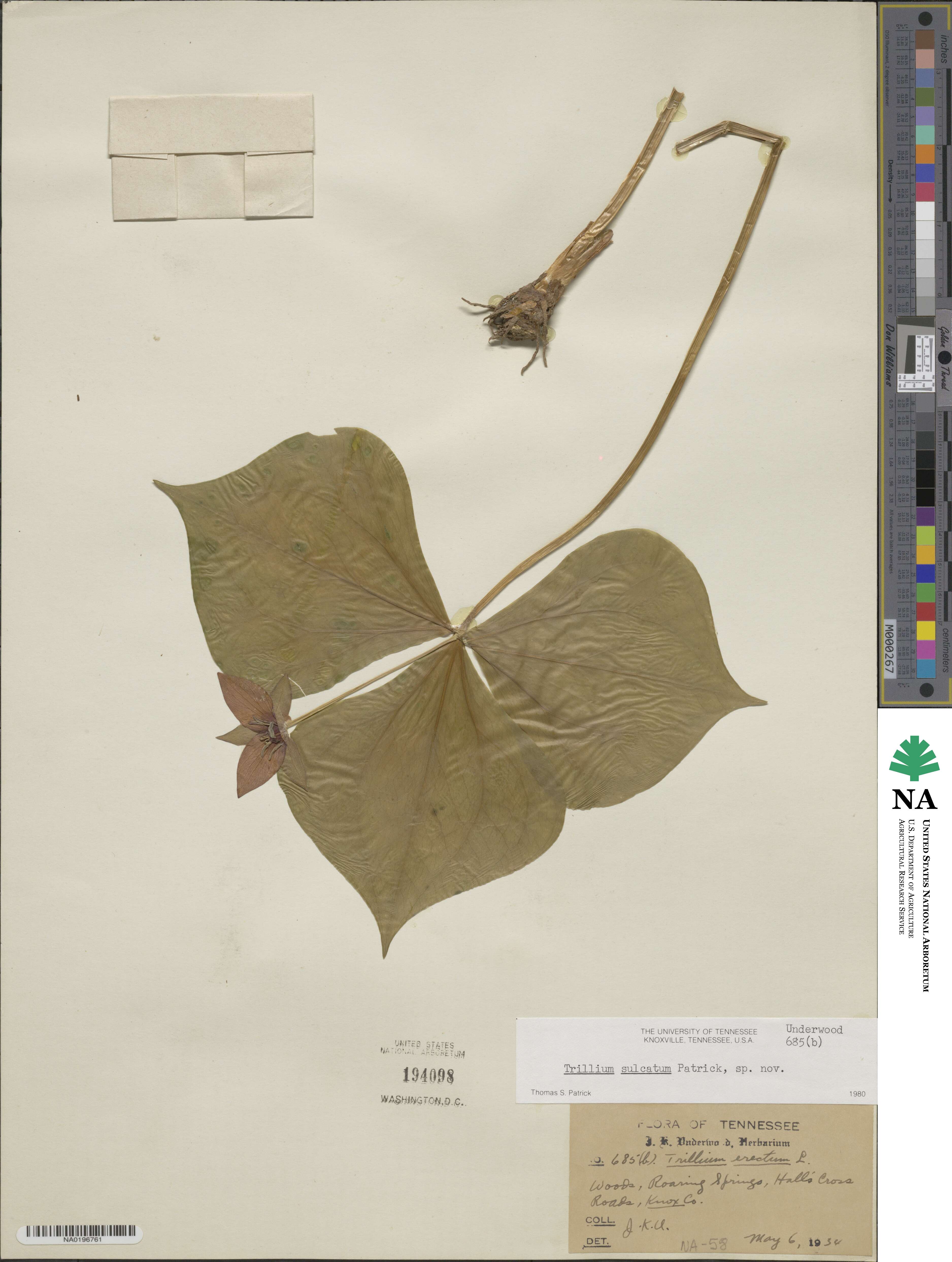 Trillium sulcatum image