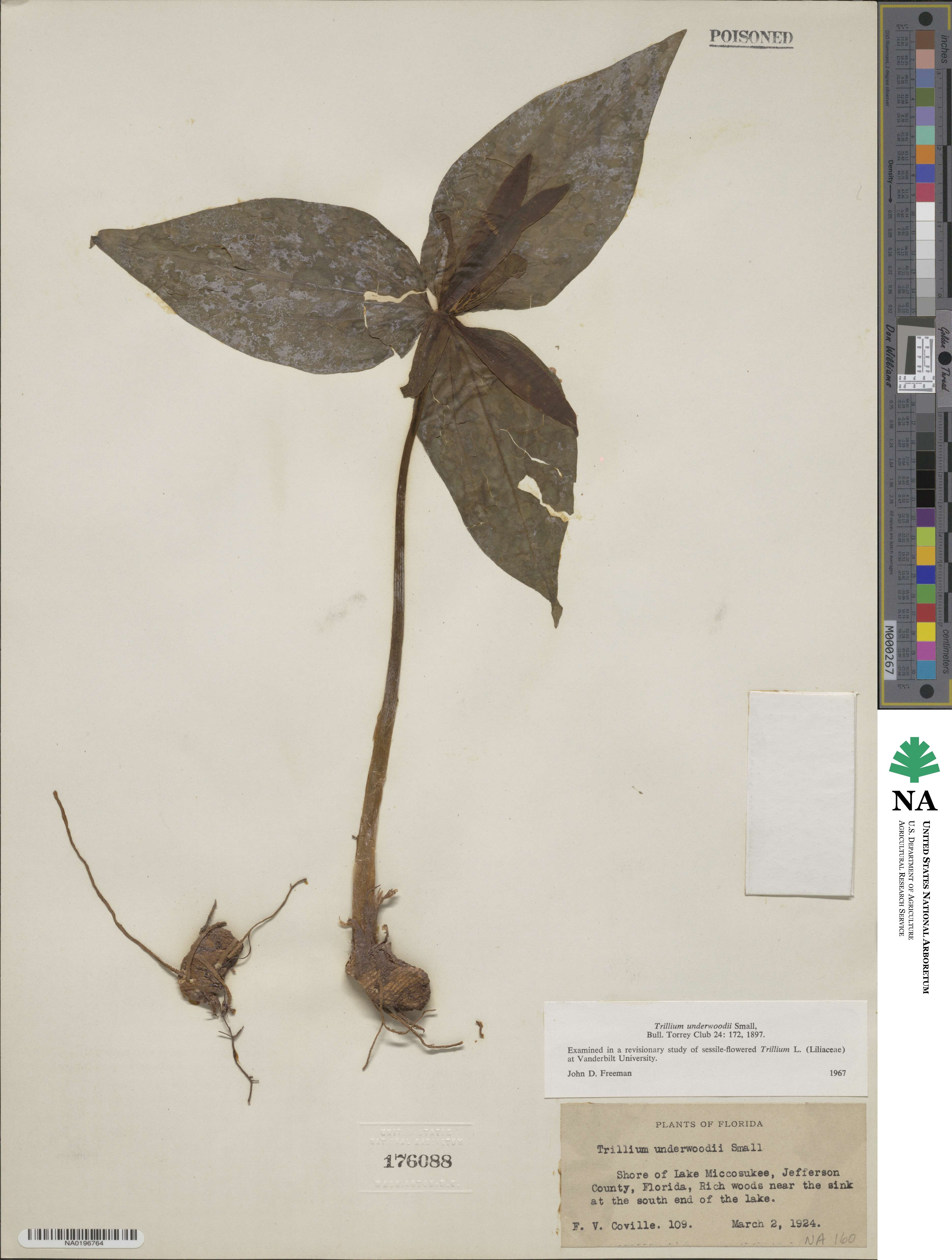 Trillium underwoodii image