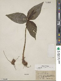 Image of Trillium underwoodii