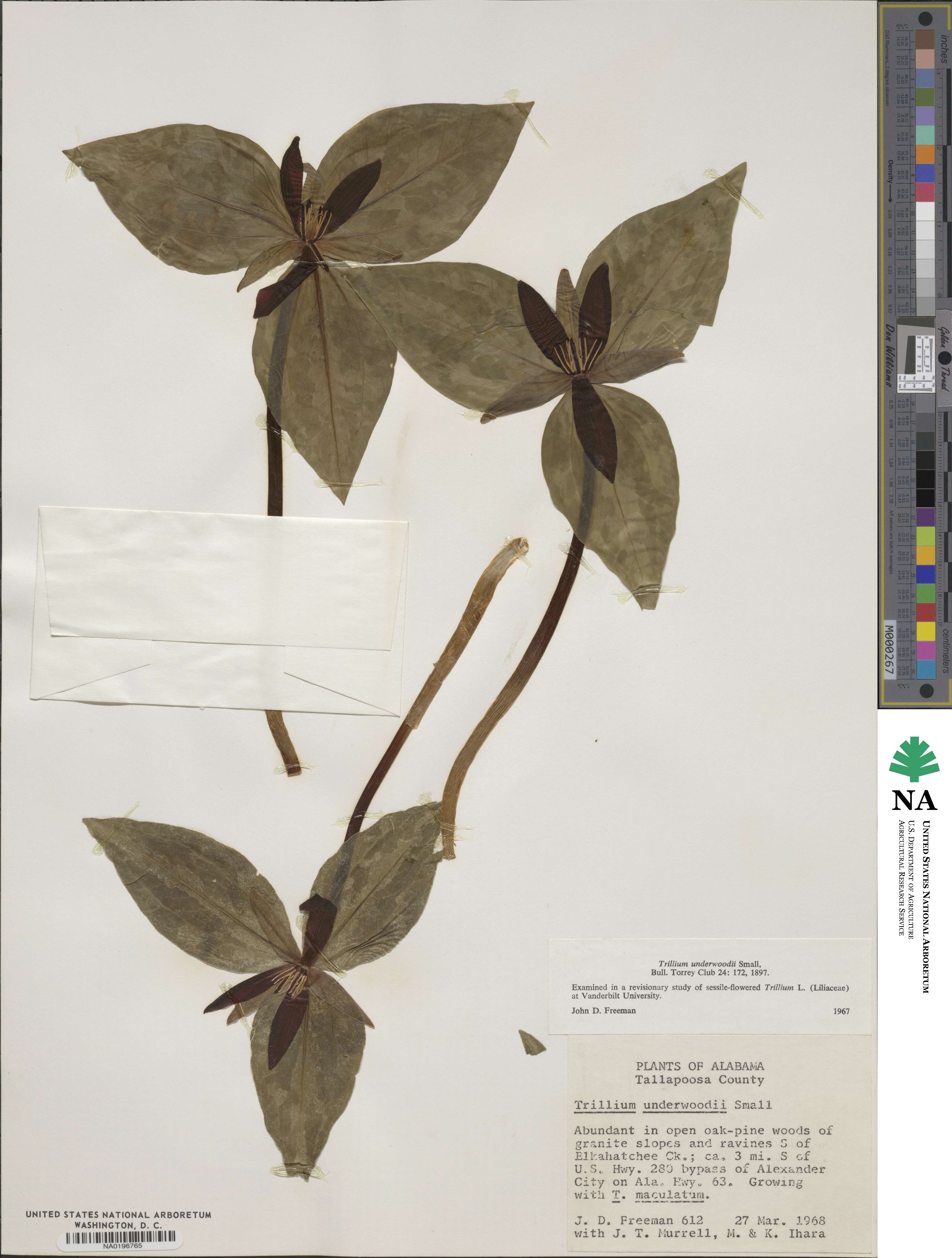 Trillium underwoodii image