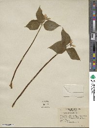 Trillium undulatum image