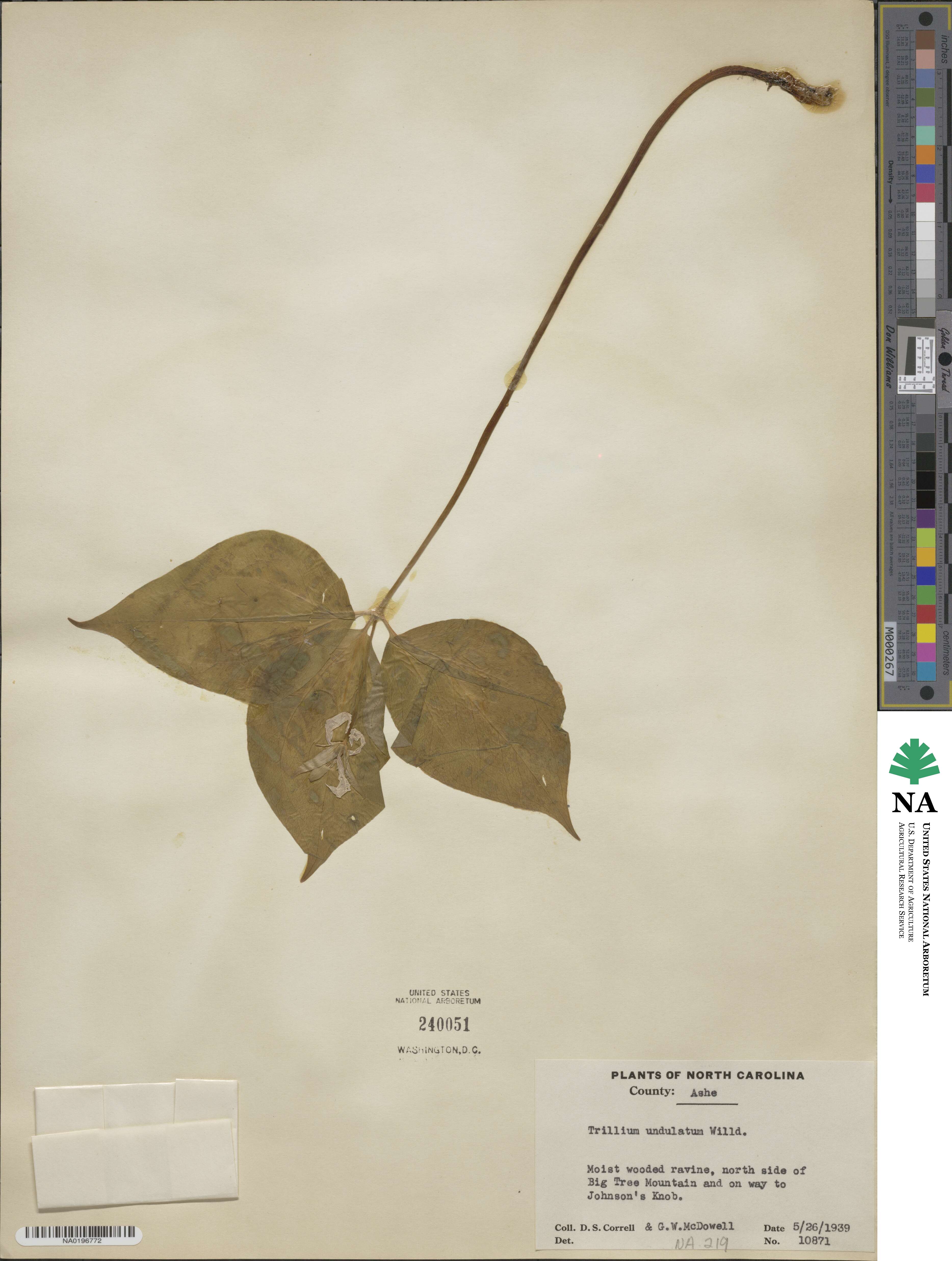 Trillium undulatum image