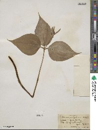 Trillium undulatum image