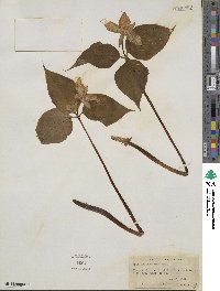 Trillium undulatum image