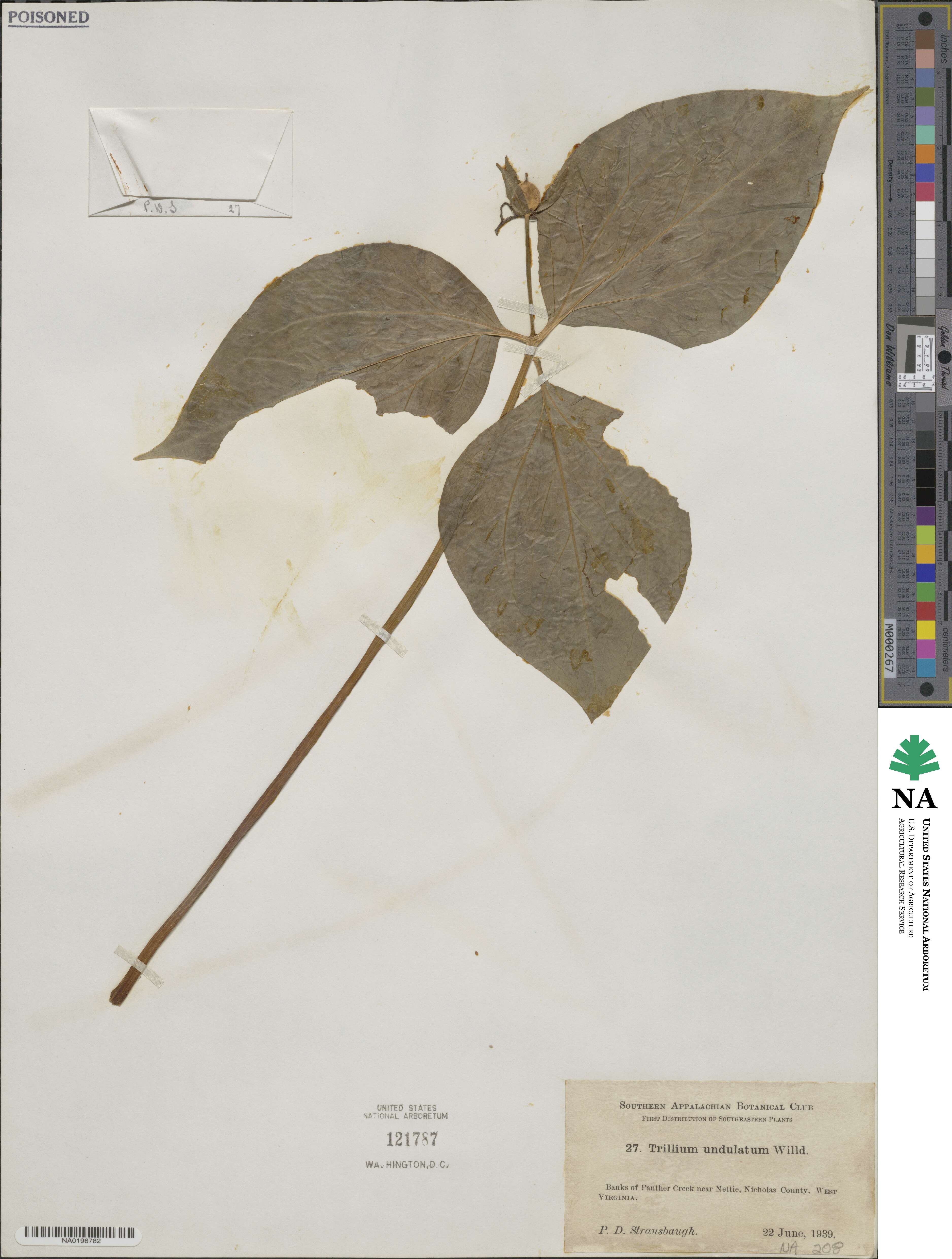 Trillium undulatum image