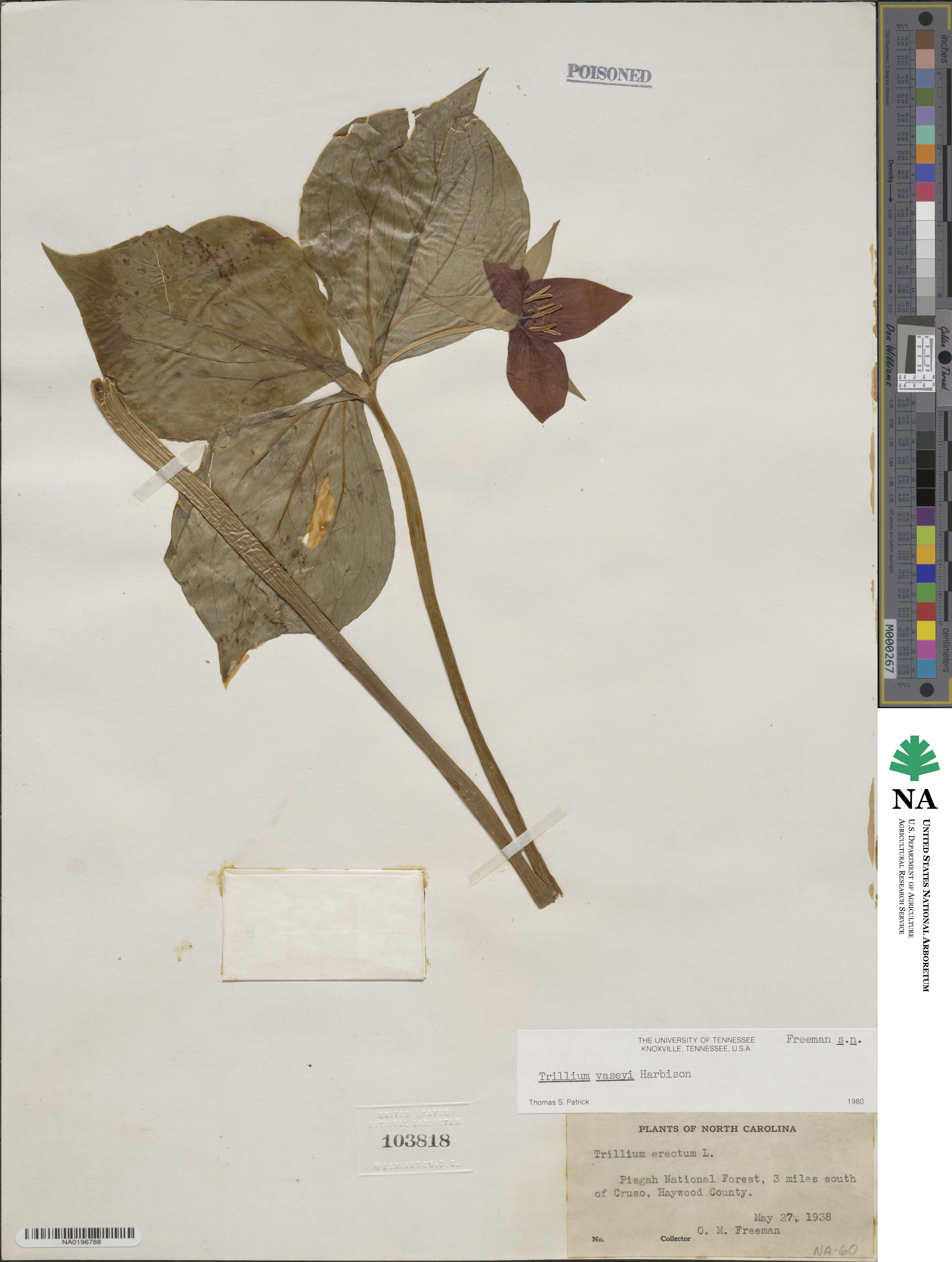 Trillium vaseyi image