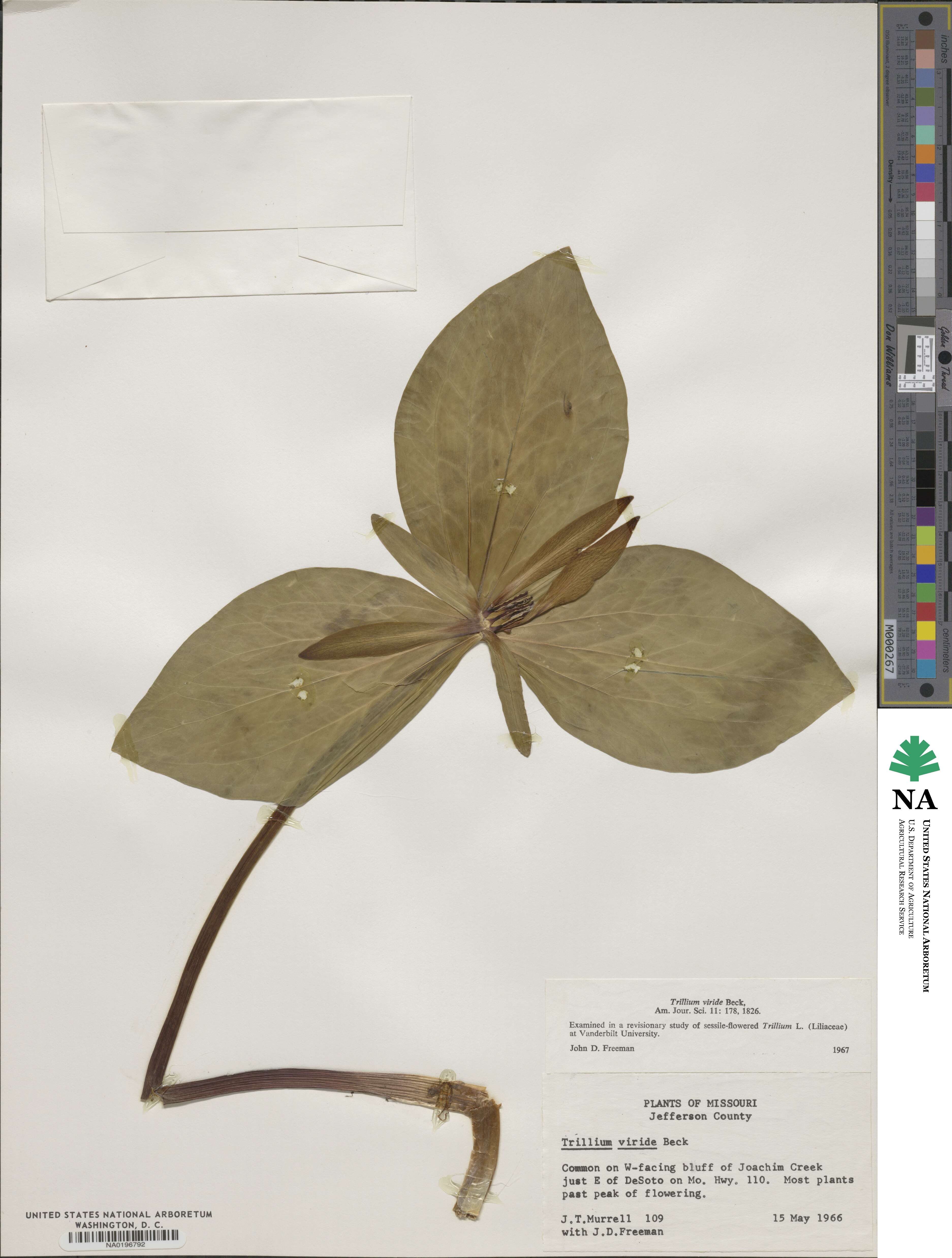 Trillium viride image