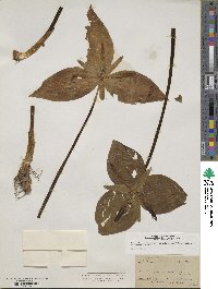 Trillium viridescens image