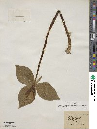 Trillium viridescens image